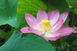 今年１輪目の古代ハス