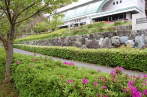 考古館のツツジ（その２）