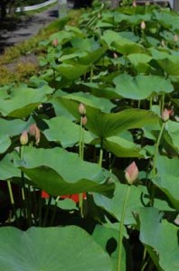 松山市考古館の大連古代蓮その２