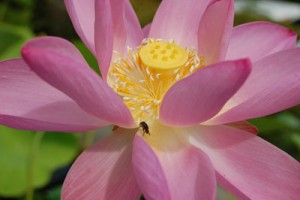 美しい古代ハス